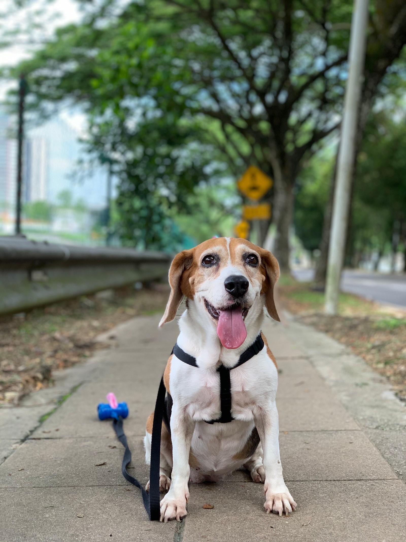 Cheeky, the inspiration behind ODE Design Lab's pet-friendly living